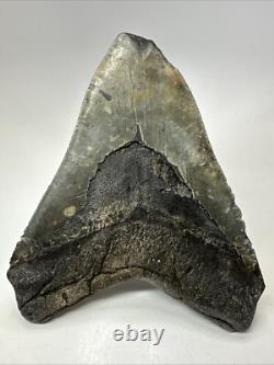 Megalodon Shark Tooth 6.02 inch Massive Authentic Fossil Natural 19160
