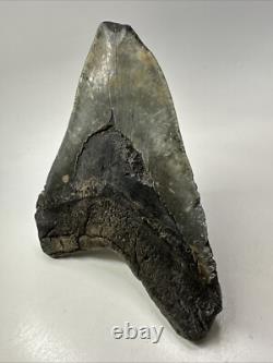Megalodon Shark Tooth 6.02 inch Massive Authentic Fossil Natural 19160