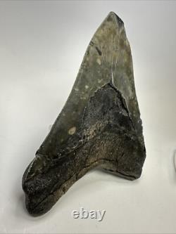 Megalodon Shark Tooth 6.02 inch Massive Authentic Fossil Natural 19160