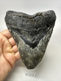 Megalodon Shark Tooth 6.02 inch Massive Authentic Fossil Natural 19160
