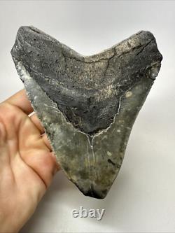 Megalodon Shark Tooth 6.02 inch Massive Authentic Fossil Natural 19160