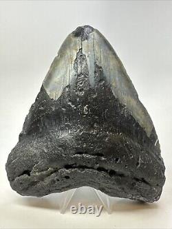 Megalodon Shark Tooth 6.03 Huge Wide Fossil Black 18766