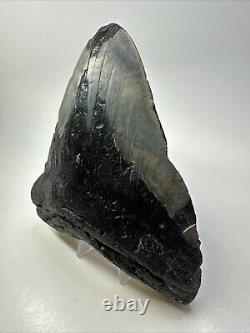 Megalodon Shark Tooth 6.03 Huge Wide Fossil Black 18766