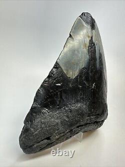 Megalodon Shark Tooth 6.03 Huge Wide Fossil Black 18766