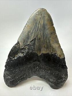 Megalodon Shark Tooth 6.03 Huge Wide Fossil Black 18766