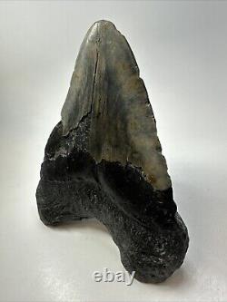 Megalodon Shark Tooth 6.03 Huge Wide Fossil Black 18766