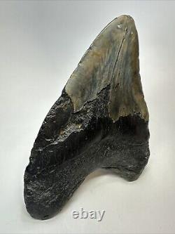 Megalodon Shark Tooth 6.03 Huge Wide Fossil Black 18766