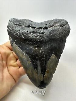 Megalodon Shark Tooth 6.03 Huge Wide Fossil Black 18766