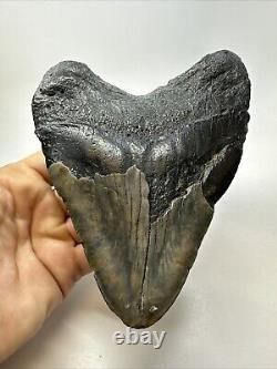 Megalodon Shark Tooth 6.03 Huge Wide Fossil Black 18766