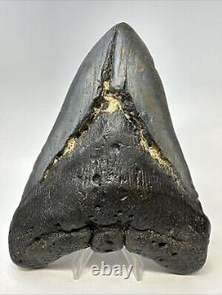 Megalodon Shark Tooth 6.03 Massive Natural Fossil Authentic 19016