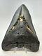 Megalodon Shark Tooth 6.03 Massive Natural Fossil Authentic 19016