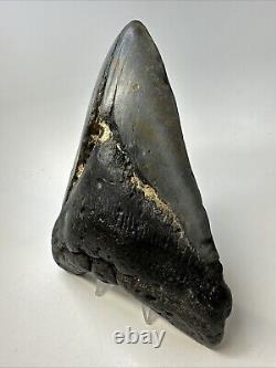 Megalodon Shark Tooth 6.03 Massive Natural Fossil Authentic 19016