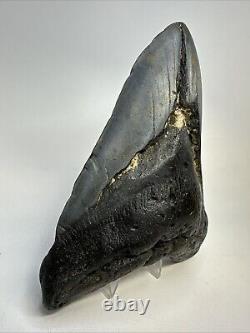 Megalodon Shark Tooth 6.03 Massive Natural Fossil Authentic 19016