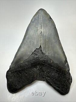 Megalodon Shark Tooth 6.03 Massive Natural Fossil Authentic 19016