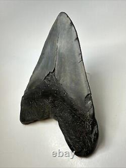 Megalodon Shark Tooth 6.03 Massive Natural Fossil Authentic 19016