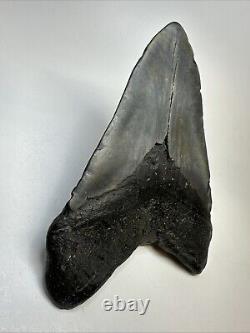 Megalodon Shark Tooth 6.03 Massive Natural Fossil Authentic 19016