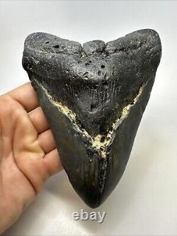 Megalodon Shark Tooth 6.03 Massive Natural Fossil Authentic 19016