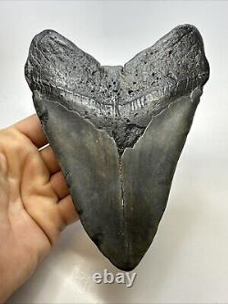 Megalodon Shark Tooth 6.03 Massive Natural Fossil Authentic 19016