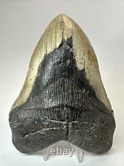 Megalodon Shark Tooth 6.04 Huge Authentic Fossil No Restoration 18507