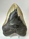 Megalodon Shark Tooth 6.04 Huge Authentic Fossil No Restoration 18507