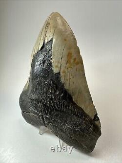 Megalodon Shark Tooth 6.04 Huge Authentic Fossil No Restoration 18507