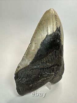 Megalodon Shark Tooth 6.04 Huge Authentic Fossil No Restoration 18507