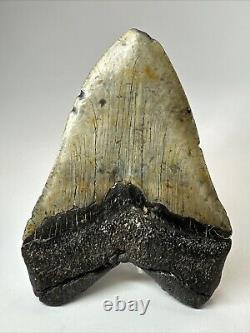 Megalodon Shark Tooth 6.04 Huge Authentic Fossil No Restoration 18507