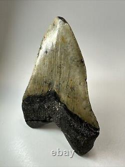 Megalodon Shark Tooth 6.04 Huge Authentic Fossil No Restoration 18507