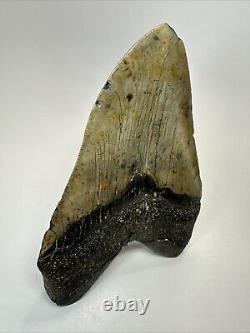 Megalodon Shark Tooth 6.04 Huge Authentic Fossil No Restoration 18507