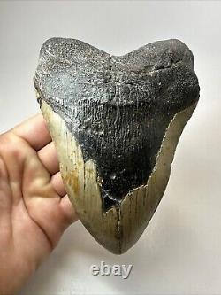 Megalodon Shark Tooth 6.04 Huge Authentic Fossil No Restoration 18507
