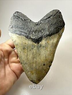 Megalodon Shark Tooth 6.04 Huge Authentic Fossil No Restoration 18507