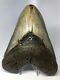 Megalodon Shark Tooth 6.04 Huge Natural Fossil No Restoration 5091