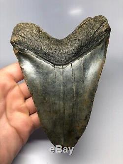 Megalodon Shark Tooth 6.04 Huge Natural Fossil No Restoration 5091