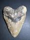 Megalodon Shark Tooth 6.04 Real Fossil, Huge Shark, Teeth No Repairs #0145