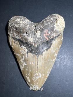 Megalodon Shark Tooth 6.04 Real Fossil, Huge Shark, Teeth No Repairs #0145