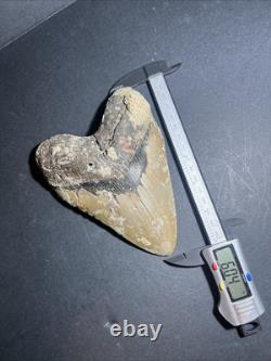 Megalodon Shark Tooth 6.04 Real Fossil, Huge Shark, Teeth No Repairs #0145