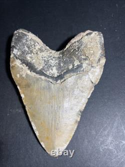 Megalodon Shark Tooth 6.04 Real Fossil, Huge Shark, Teeth No Repairs #0145
