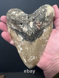 Megalodon Shark Tooth 6.04 Real Fossil, Huge Shark, Teeth No Repairs #0145