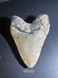 Megalodon Shark Tooth 6.04 Real Fossil, Huge Shark, Teeth No Repairs #0145