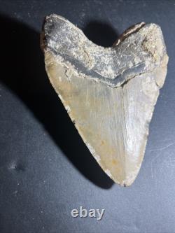 Megalodon Shark Tooth 6.04 Real Fossil, Huge Shark, Teeth No Repairs #0145