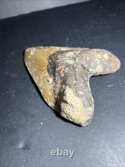 Megalodon Shark Tooth 6.04 Real Fossil, Huge Shark, Teeth No Repairs #0145