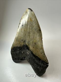 Megalodon Shark Tooth 6.04 inch Huge Authentic Fossil No Restoration 18507