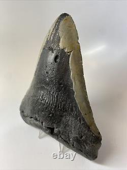 Megalodon Shark Tooth 6.05 Giant Authentic Fossil Natural 14014