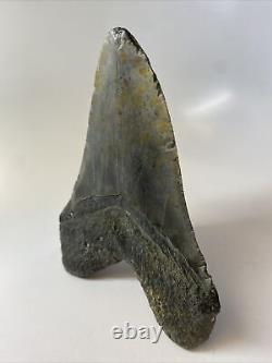 Megalodon Shark Tooth 6.05 Giant Authentic Fossil Natural 14014