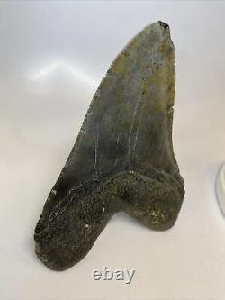 Megalodon Shark Tooth 6.05 Giant Authentic Fossil Natural 14014