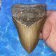 Megalodon Shark Tooth 6.05 Huge Teeth Big Meg Scuba Diver Direct Fossil Nc 7517