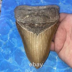 Megalodon Shark Tooth 6.05 Huge Teeth Big Meg Scuba Diver Direct Fossil Nc 7517
