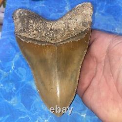 Megalodon Shark Tooth 6.05 Huge Teeth Big Meg Scuba Diver Direct Fossil Nc 7517