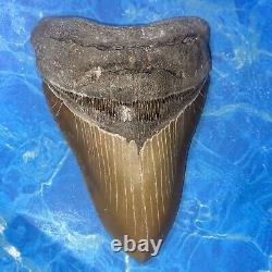 Megalodon Shark Tooth 6.05 Huge Teeth Big Meg Scuba Diver Direct Fossil Nc 7517