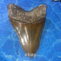 Megalodon Shark Tooth 6.05 Huge Teeth Big Meg Scuba Diver Direct Fossil Nc 7517